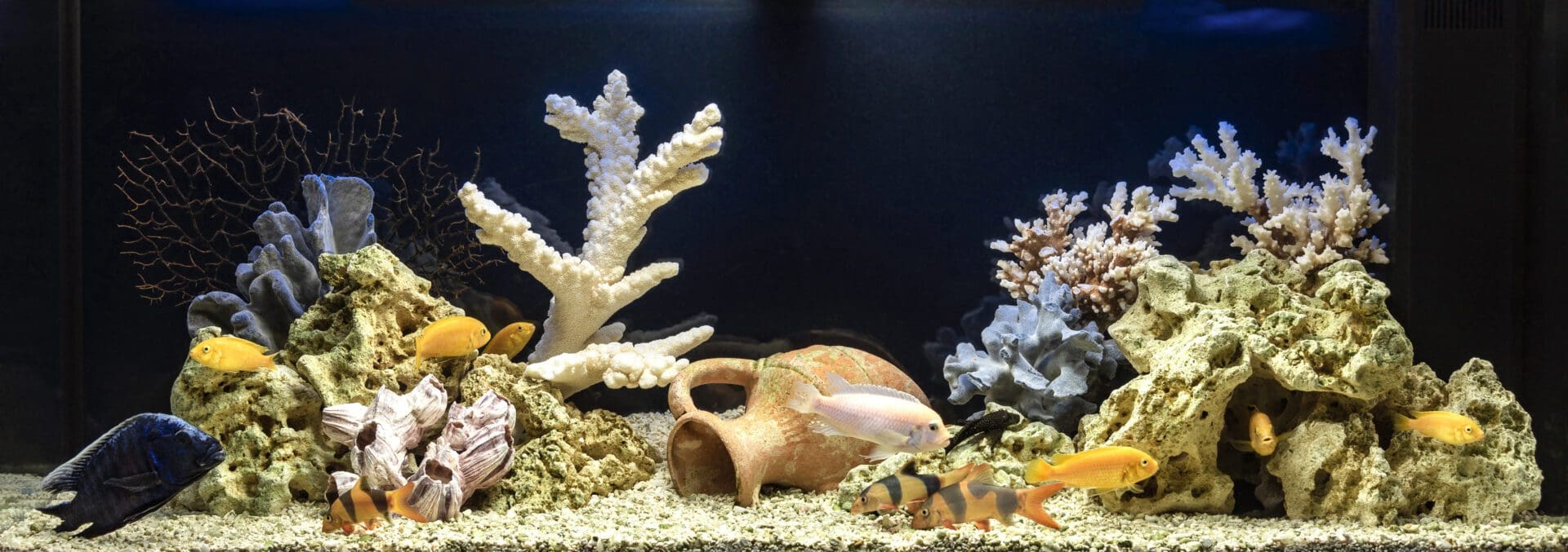 Beste aquarium